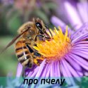 стихи про пчелу для детей